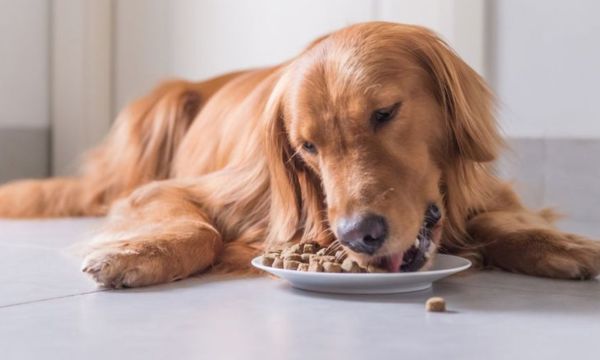 Dog Behavior and Nutrition: Vital Connection