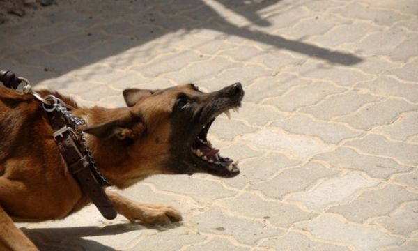 Understanding and Addressing Dog Aggression