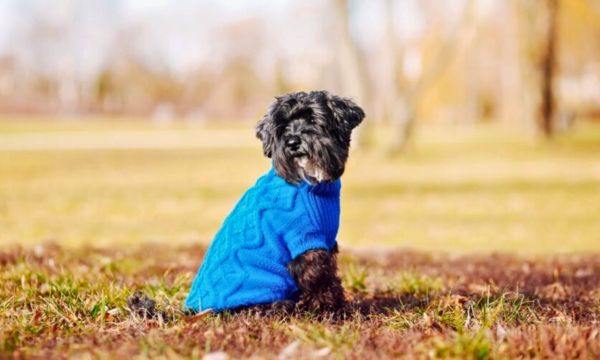 Dog Fashion DIY for Your Stylish Canine Companion