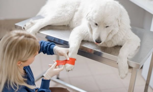 Dog Grooming Safety and First Aid