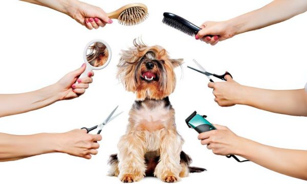 Dog Grooming Tools and Equipment