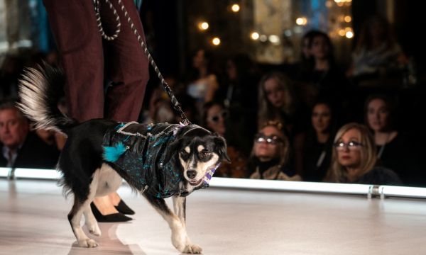 Fashionable Dog Walks: Elevate Your Pet’s Style and Health