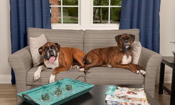 Pet-Friendly Fabrics for Dog Owners: A Guide to Stylish and Practical Choices