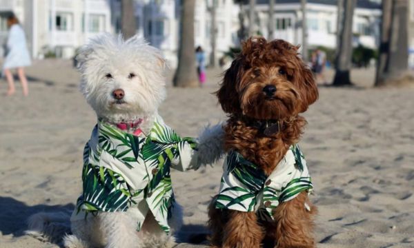 Summer Dog Fashion