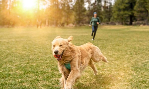 The Role of Exercise in Dog Behavior
