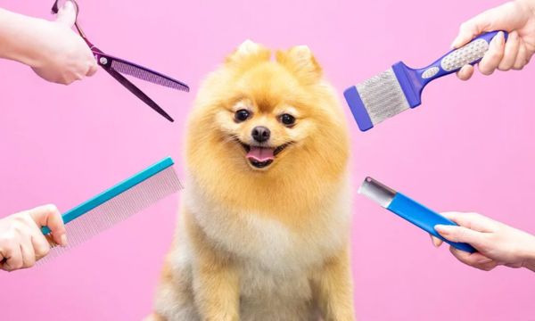Trendy Dog Haircuts and Styles