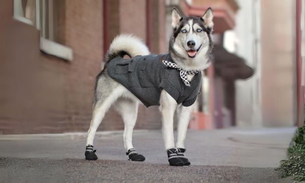 Winter Dog Fashion